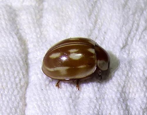 Myzia oblongoguttata